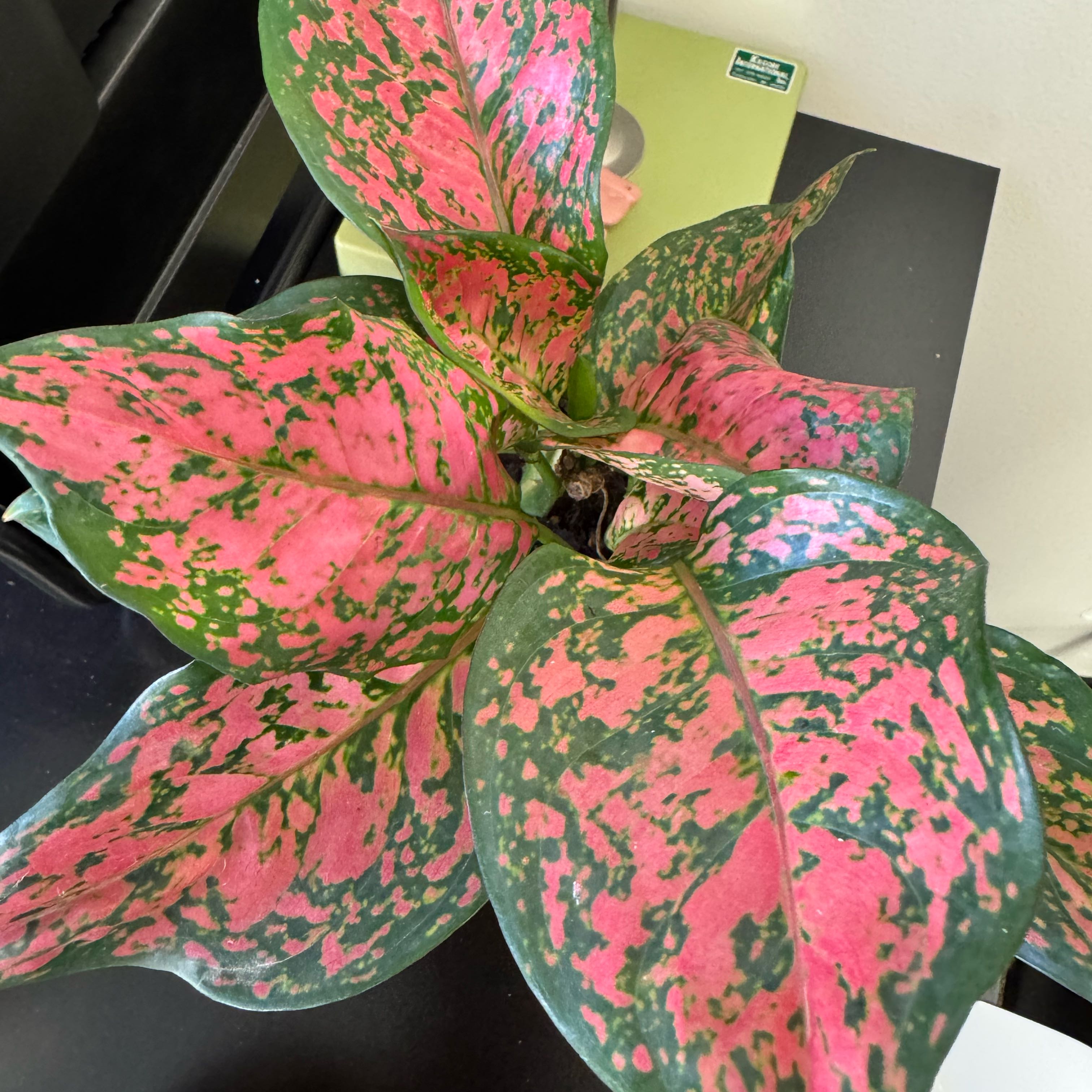 Photo of the plant species Aglaonema 'Ruby' by @JubilantTearose named Zeus on Greg, the plant care app