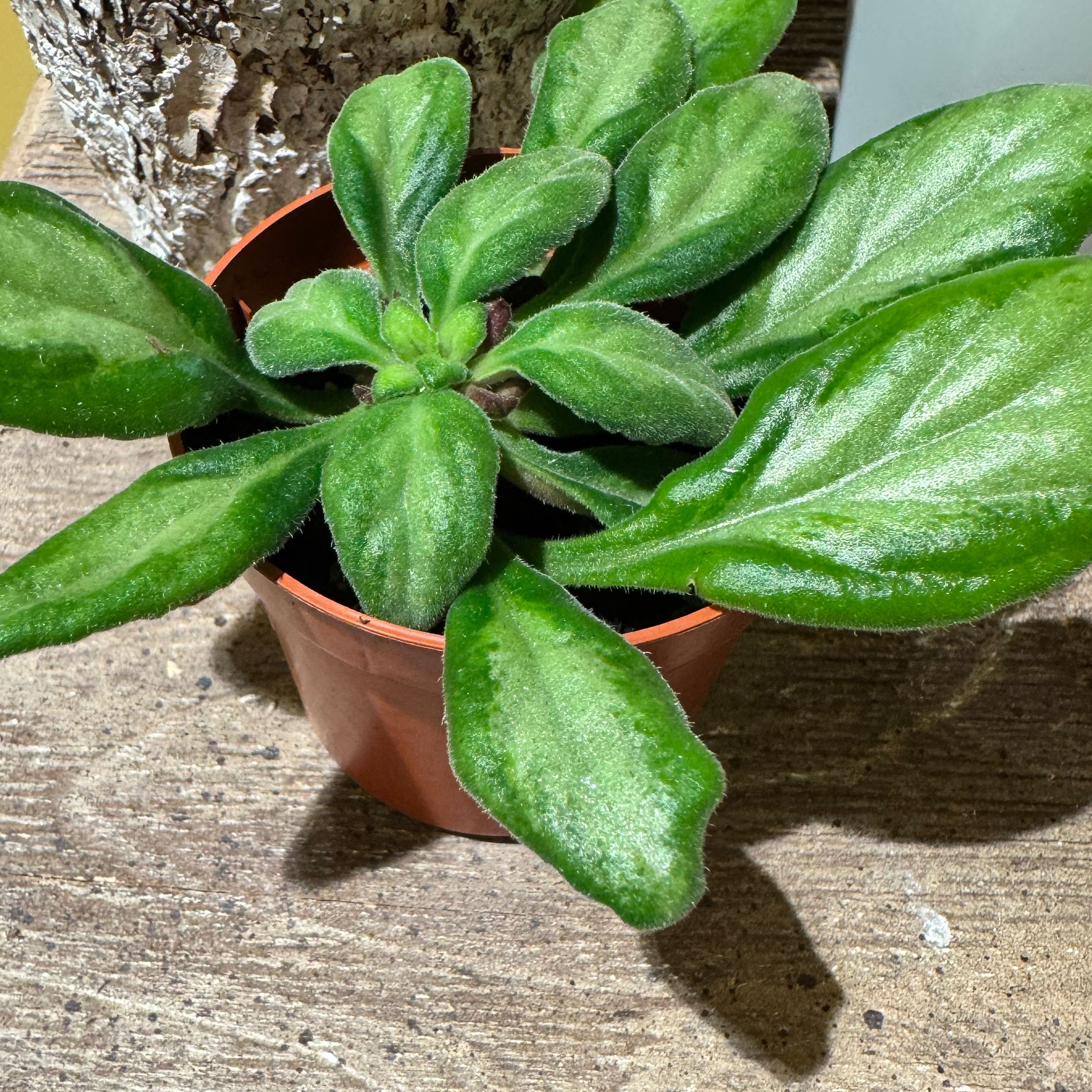 Photo of the plant species asian violet piccolo by @JubilantTearose named Bigleef Smalls on Greg, the plant care app