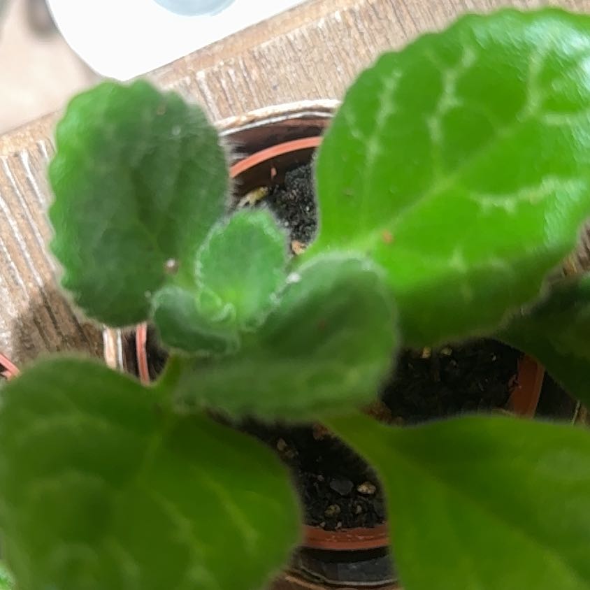 Photo of the plant species Primulina by @JubilantTearose named Beyonce on Greg, the plant care app