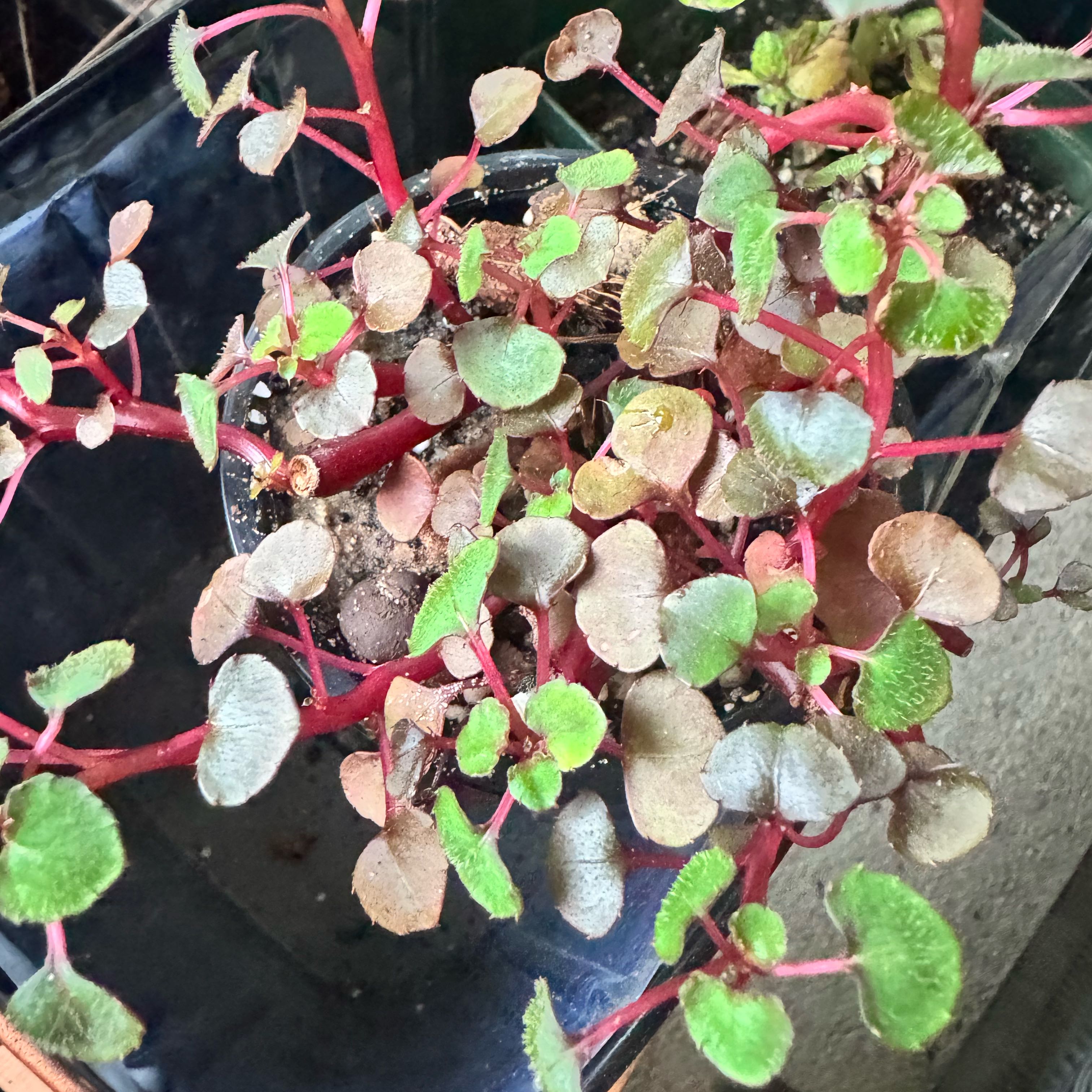 Photo of the plant species Yellow Impatiens by @JubilantTearose named Planty on Greg, the plant care app