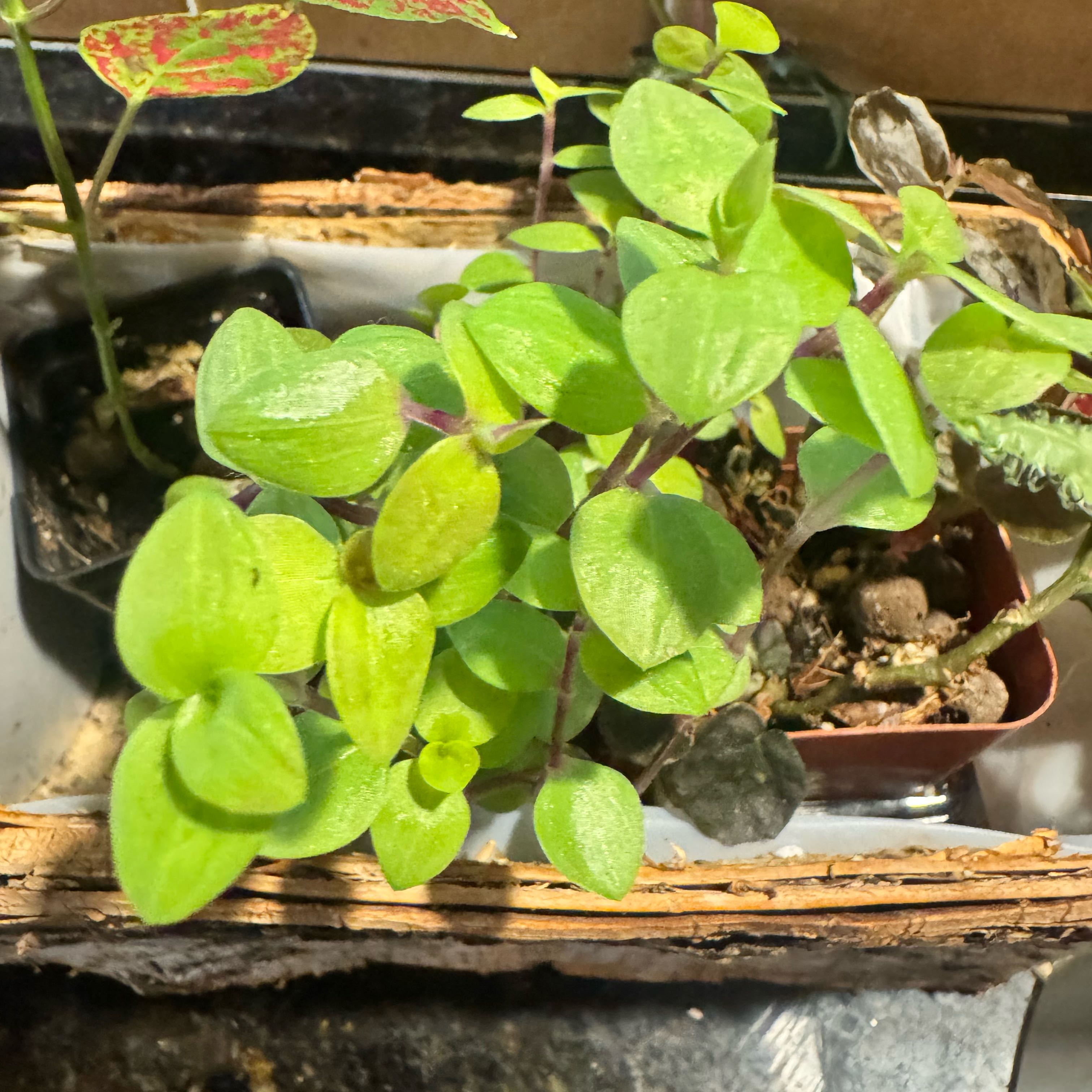 Photo of the plant species Copper Jewel Vine by @JubilantTearose named Pax on Greg, the plant care app