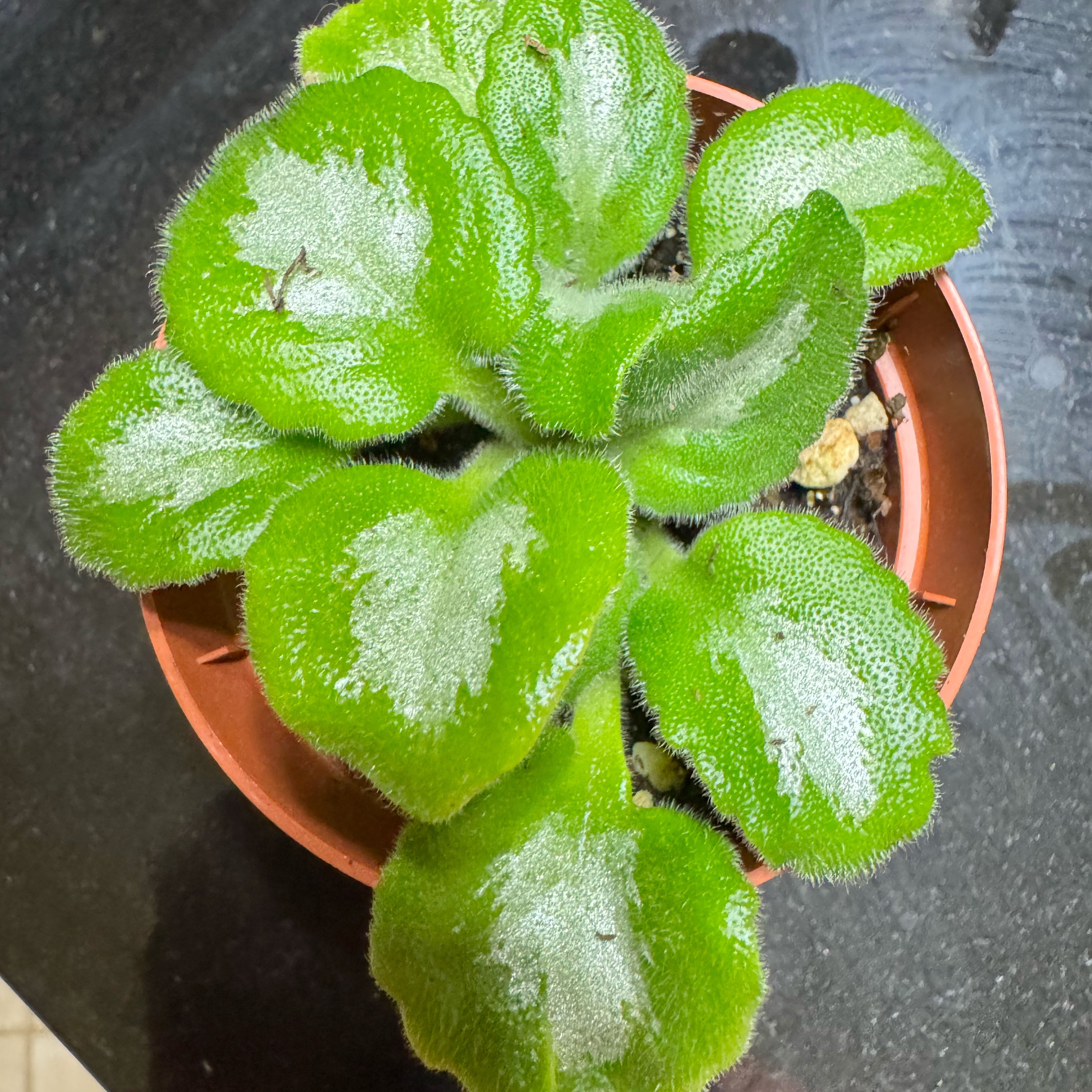 Photo of the plant species Primulina JV Thunderbolt by @JubilantTearose named Hamilton on Greg, the plant care app