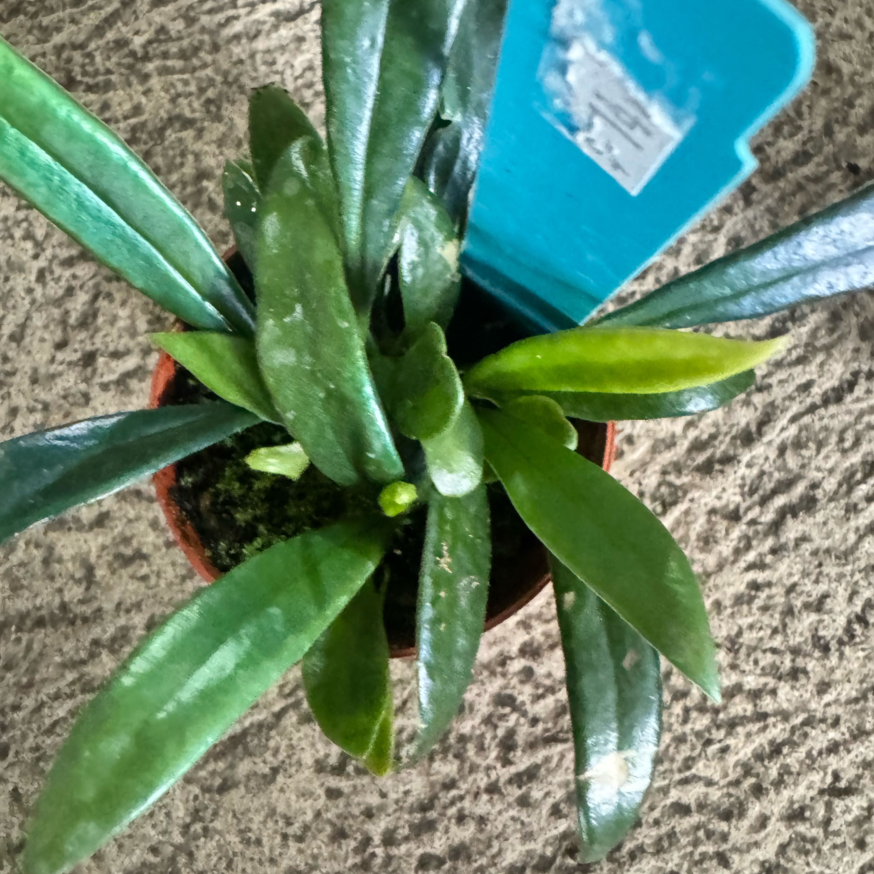 Photo of the plant species Blue Oil Fern by @JubilantTearose named Einstein on Greg, the plant care app