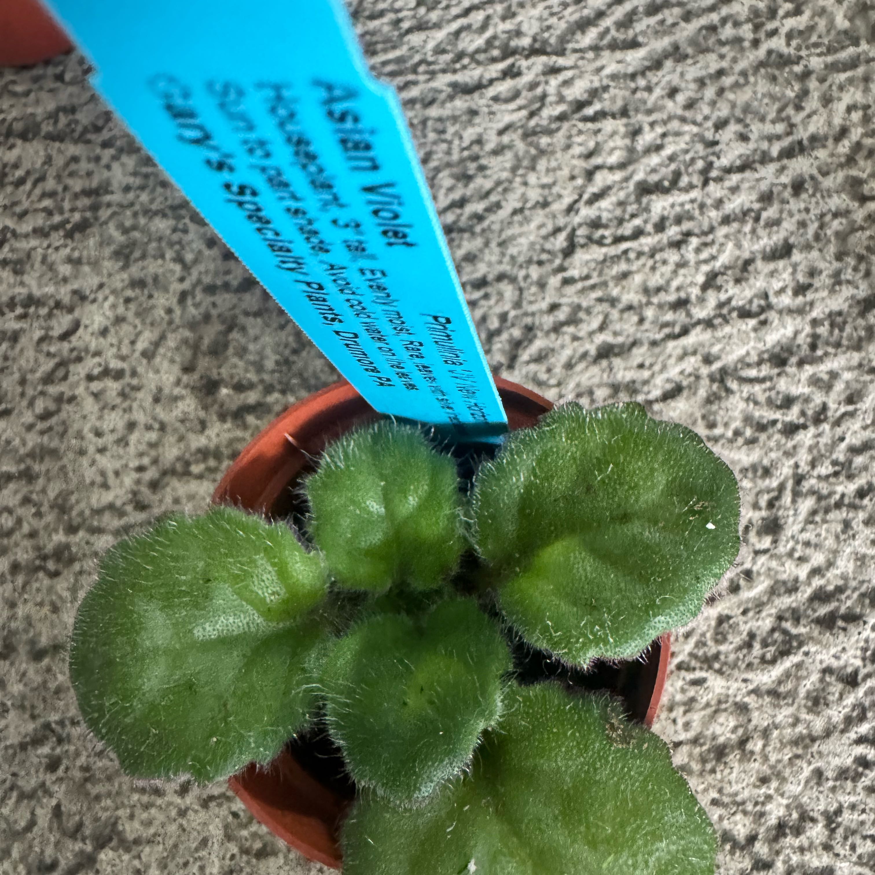 Photo of the plant species Asian Violet New Horizon by @JubilantTearose named Homer on Greg, the plant care app