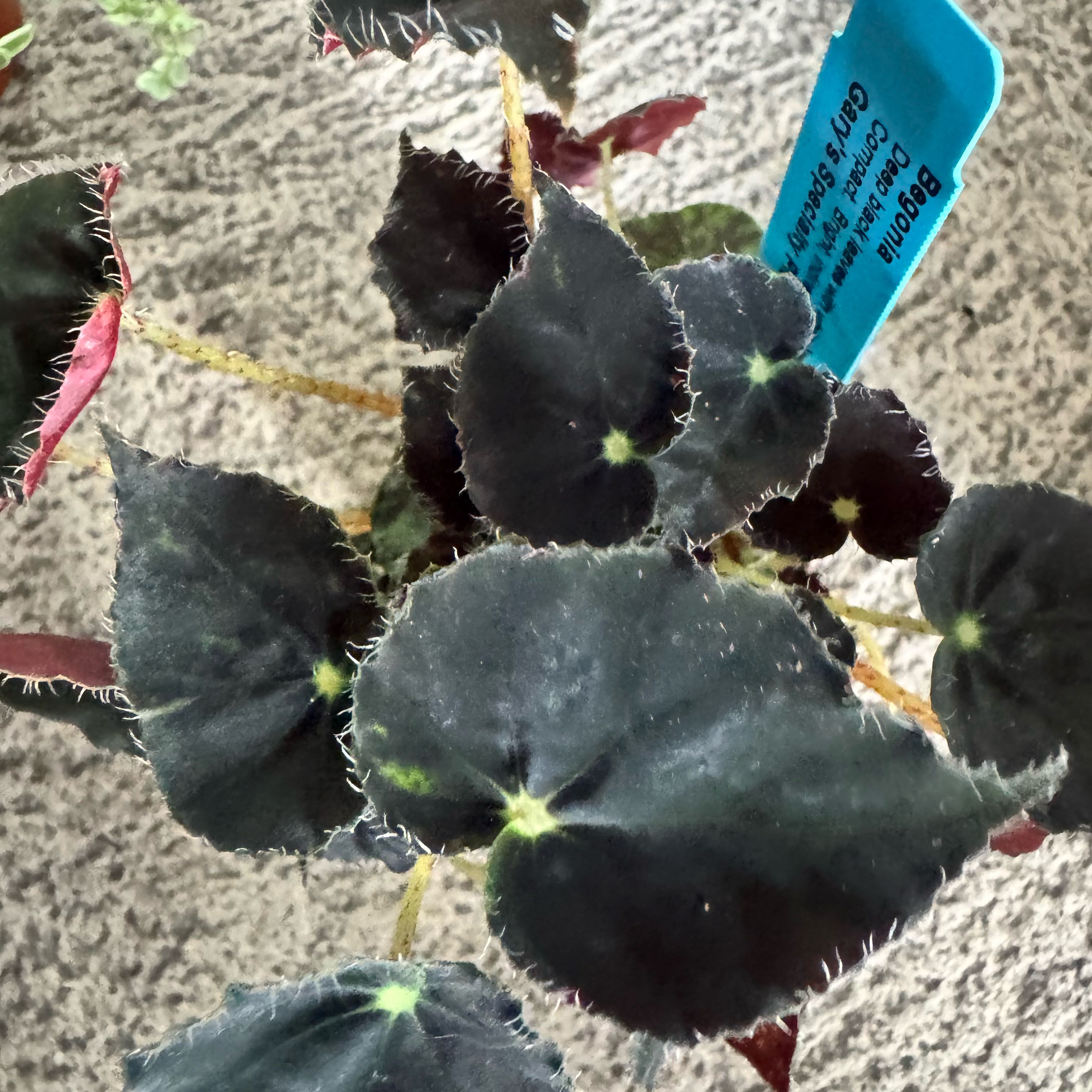 Photo of the plant species Begonia Micro Mo by @JubilantTearose named Bieber on Greg, the plant care app
