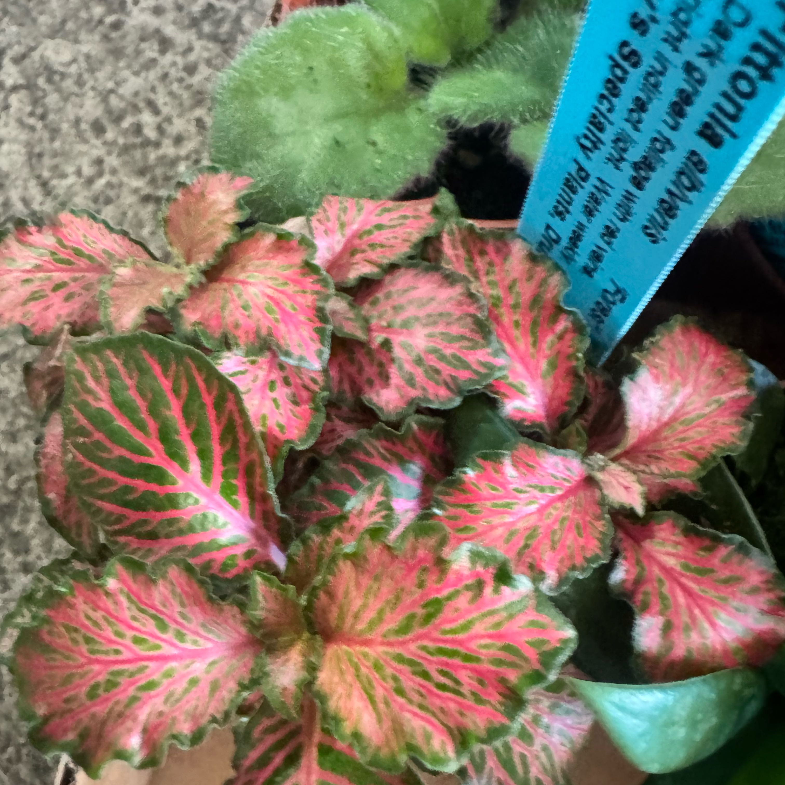 Photo of the plant species Fittonia by @JubilantTearose named Nithin on Greg, the plant care app