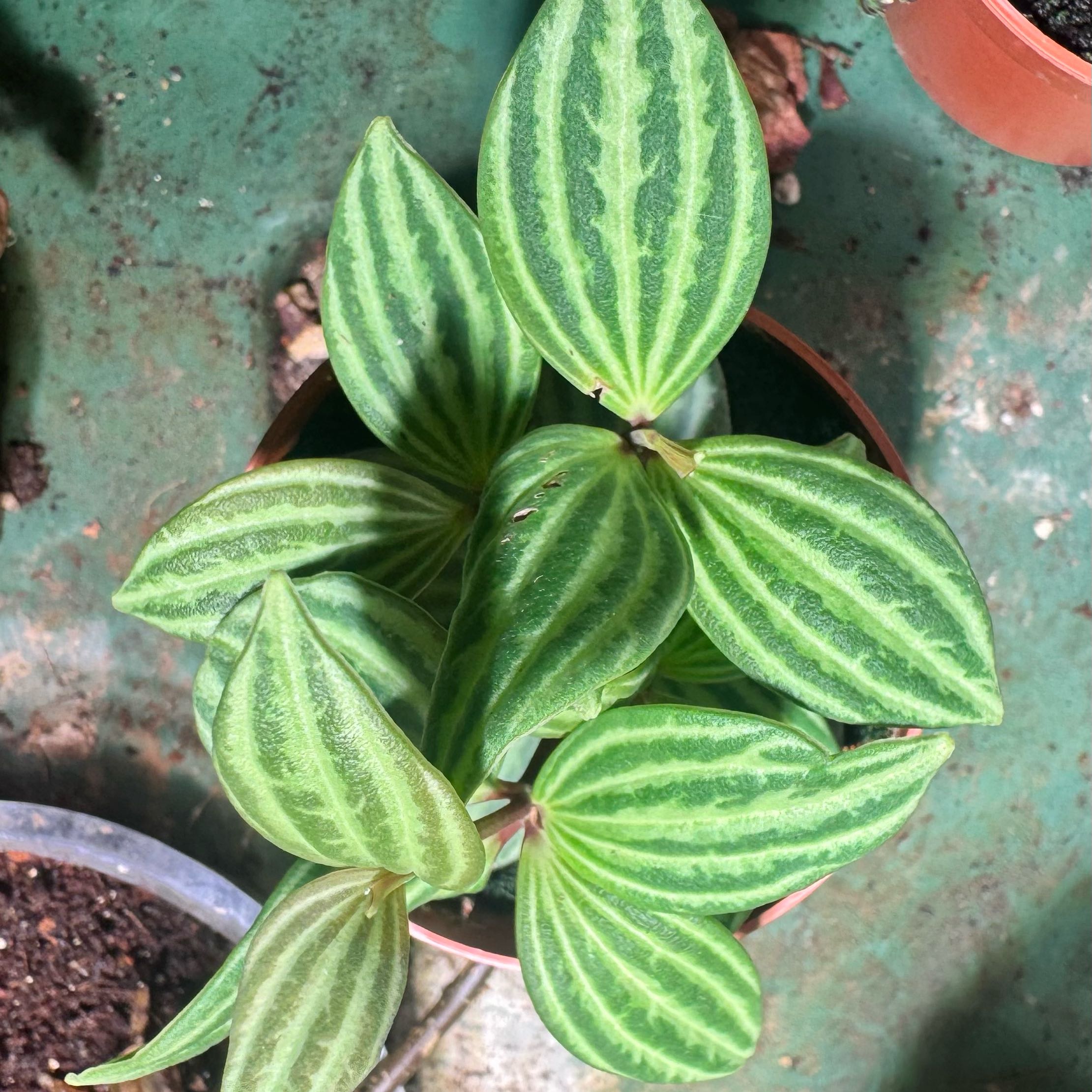 Photo of the plant species parallel peperomia by @JubilantTearose named Queen on Greg, the plant care app