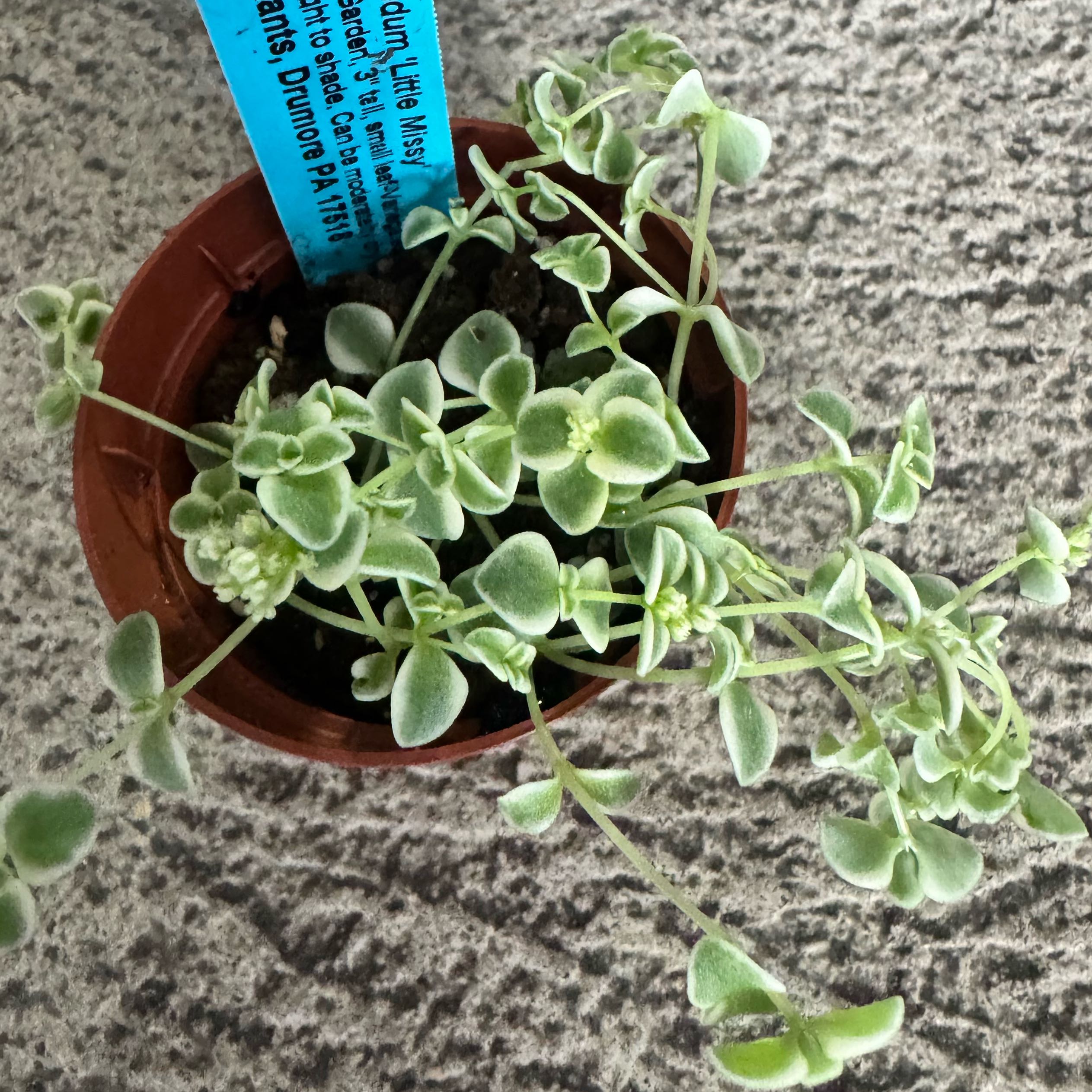 Photo of the plant species Crassula 'Petite Bicolor' by @JubilantTearose named Kardashian on Greg, the plant care app