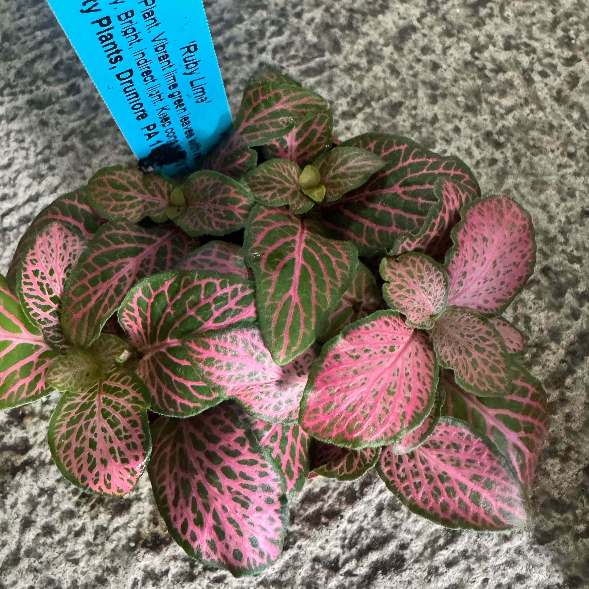 Photo of the plant species Ruby Lime by @JubilantTearose named Madonna on Greg, the plant care app