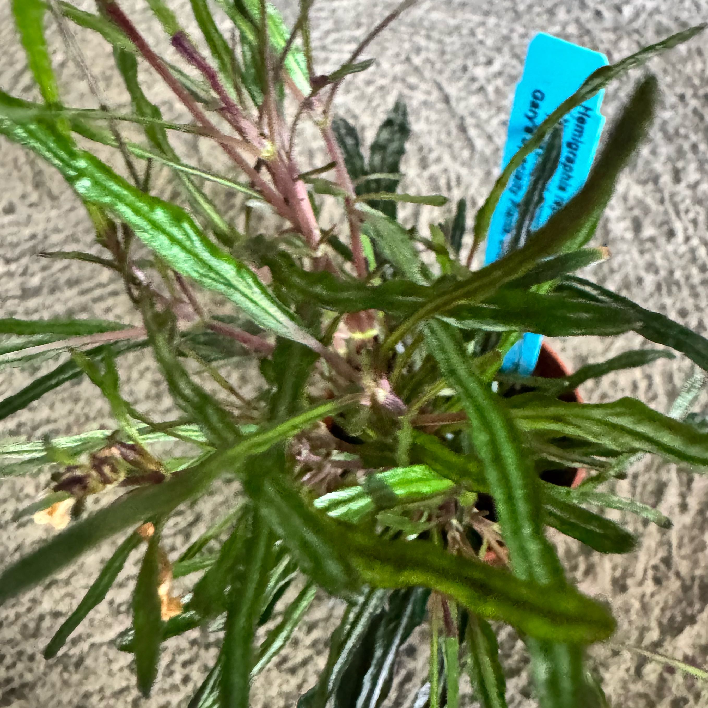 Photo of the plant species Dragon's Tongue by @JubilantTearose named Darwin on Greg, the plant care app