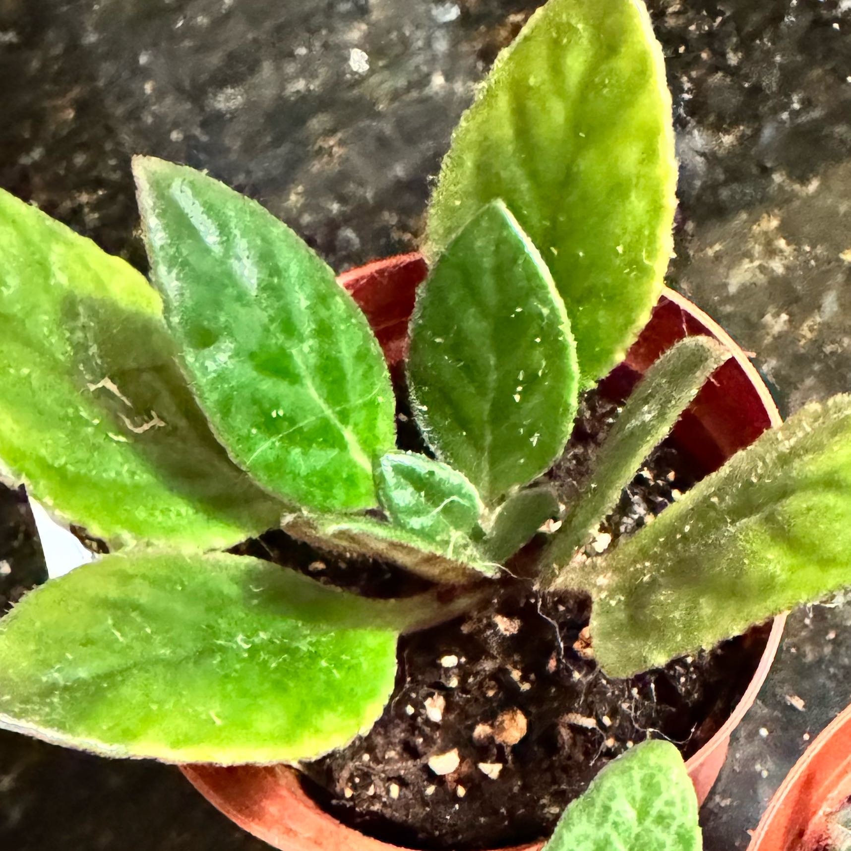 Photo of the plant species Asian Violet GCC's Sulfur by @JubilantTearose named Darwin on Greg, the plant care app