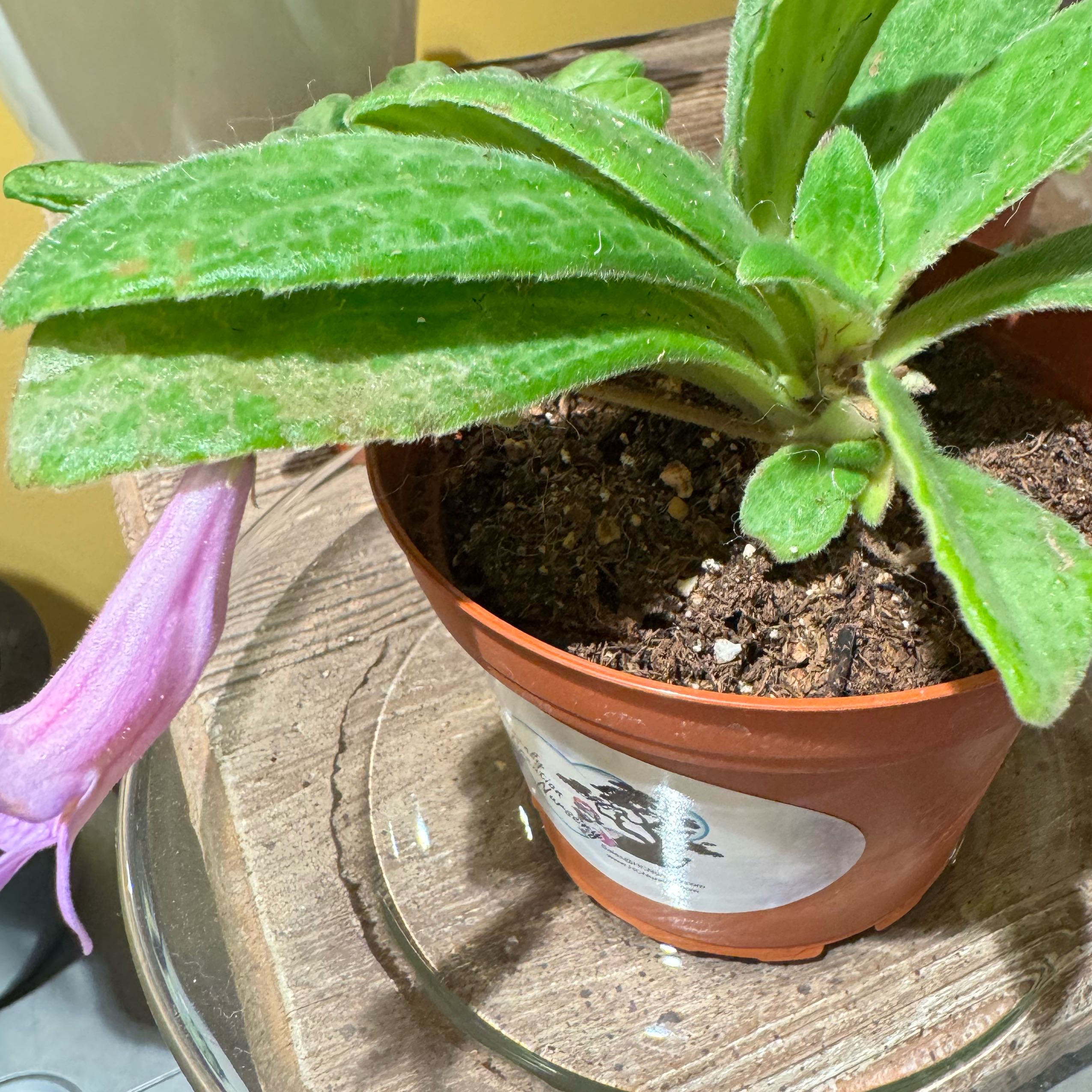 Photo of the plant species Primulina Moonlight by @JubilantTearose named Madonna on Greg, the plant care app