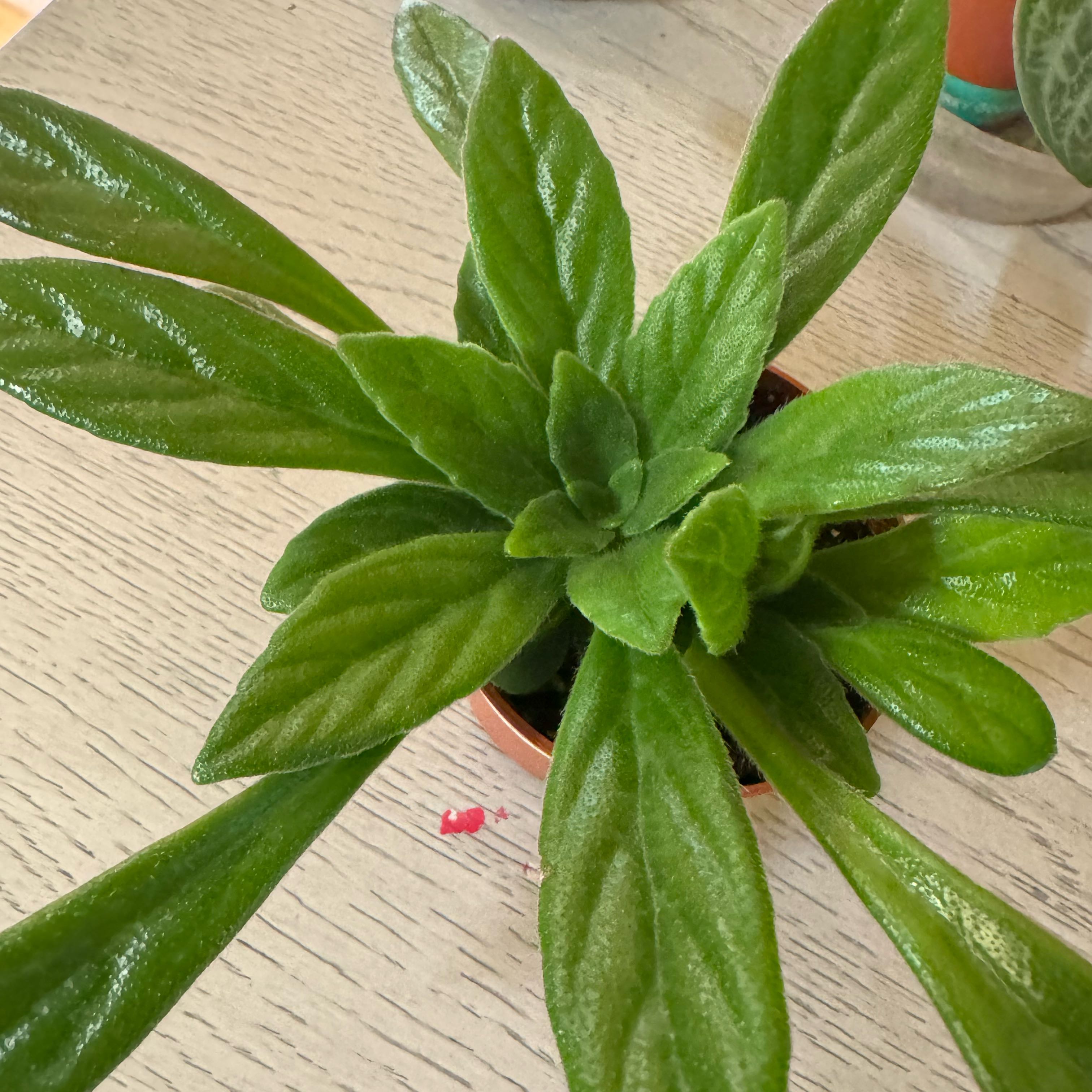 Photo of the plant species Primulina Kazu by @JubilantTearose named Stella on Greg, the plant care app