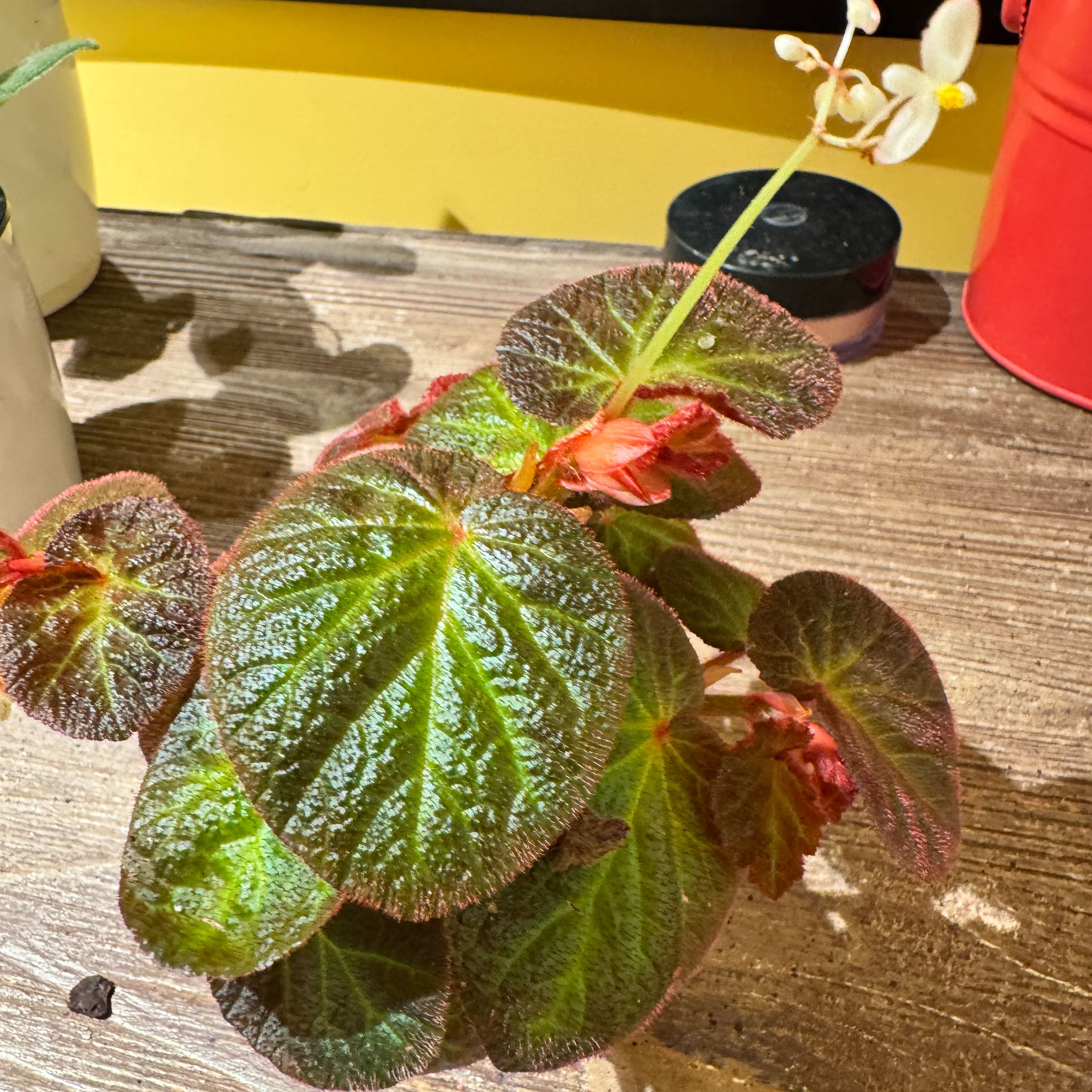 Photo of the plant species Begonia 'Manaus' by @JubilantTearose named Sherlock on Greg, the plant care app