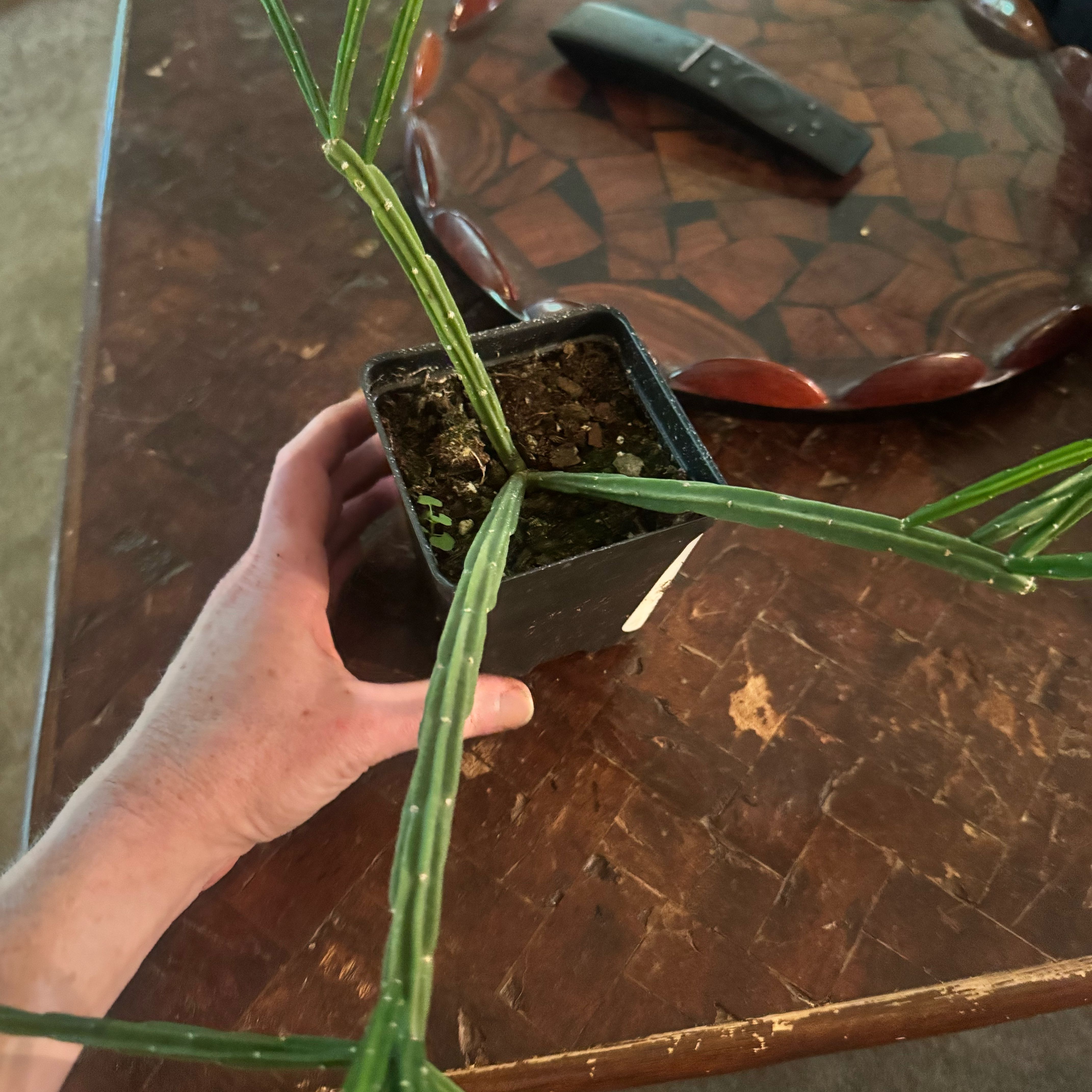 Photo of the plant species Rhipsalis pentaptera by @JubilantTearose named Osmo on Greg, the plant care app