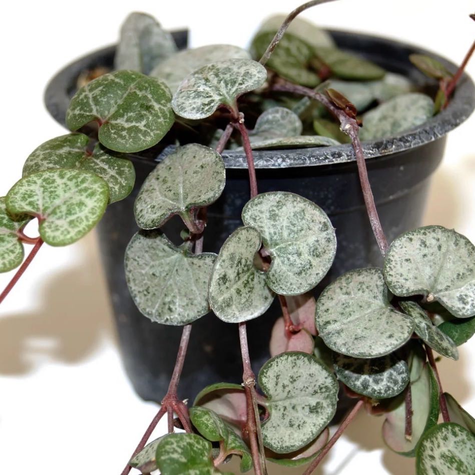 Photo of the plant species String of Hearts 'Silver Glory' by @JubilantTearose named Morgan Treeman on Greg, the plant care app