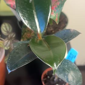 Photo of the plant species Ficus burgundy by @JubilantTearose named Nithin on Greg, the plant care app