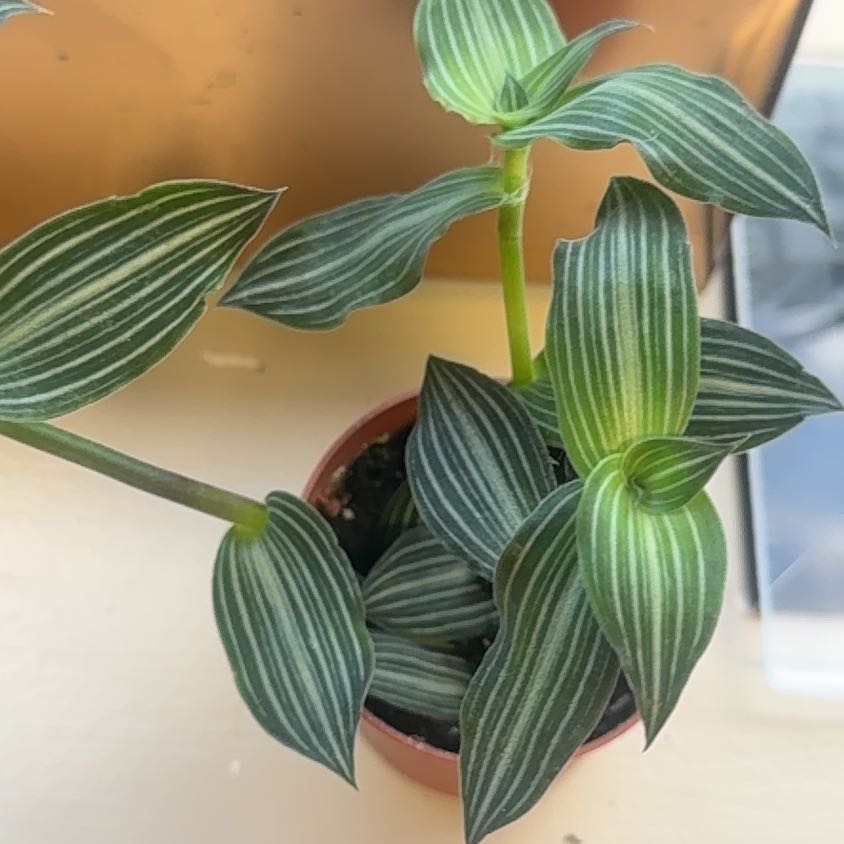 Photo of the plant species Puppy Ears Plant by @JubilantTearose named LiloStitch on Greg, the plant care app