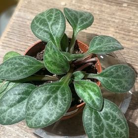 Photo of the plant species Primulina Grey Goose by @JubilantTearose named Kardashian on Greg, the plant care app