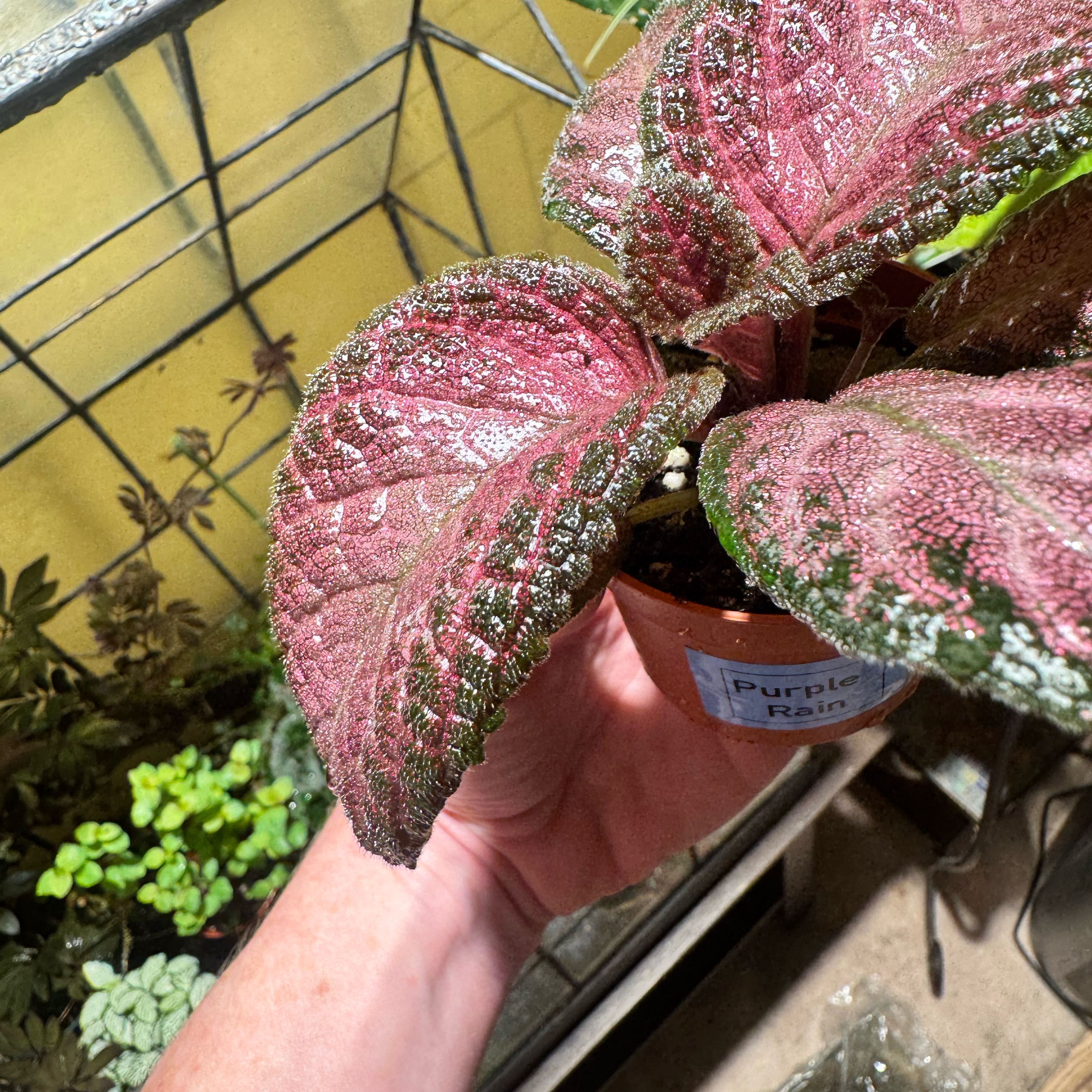 Photo of the plant species Espicia by @JubilantTearose named McKinley on Greg, the plant care app