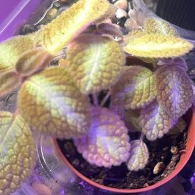 Photo of the plant species Espicia by @JubilantTearose named Tupot amaroot on Greg, the plant care app