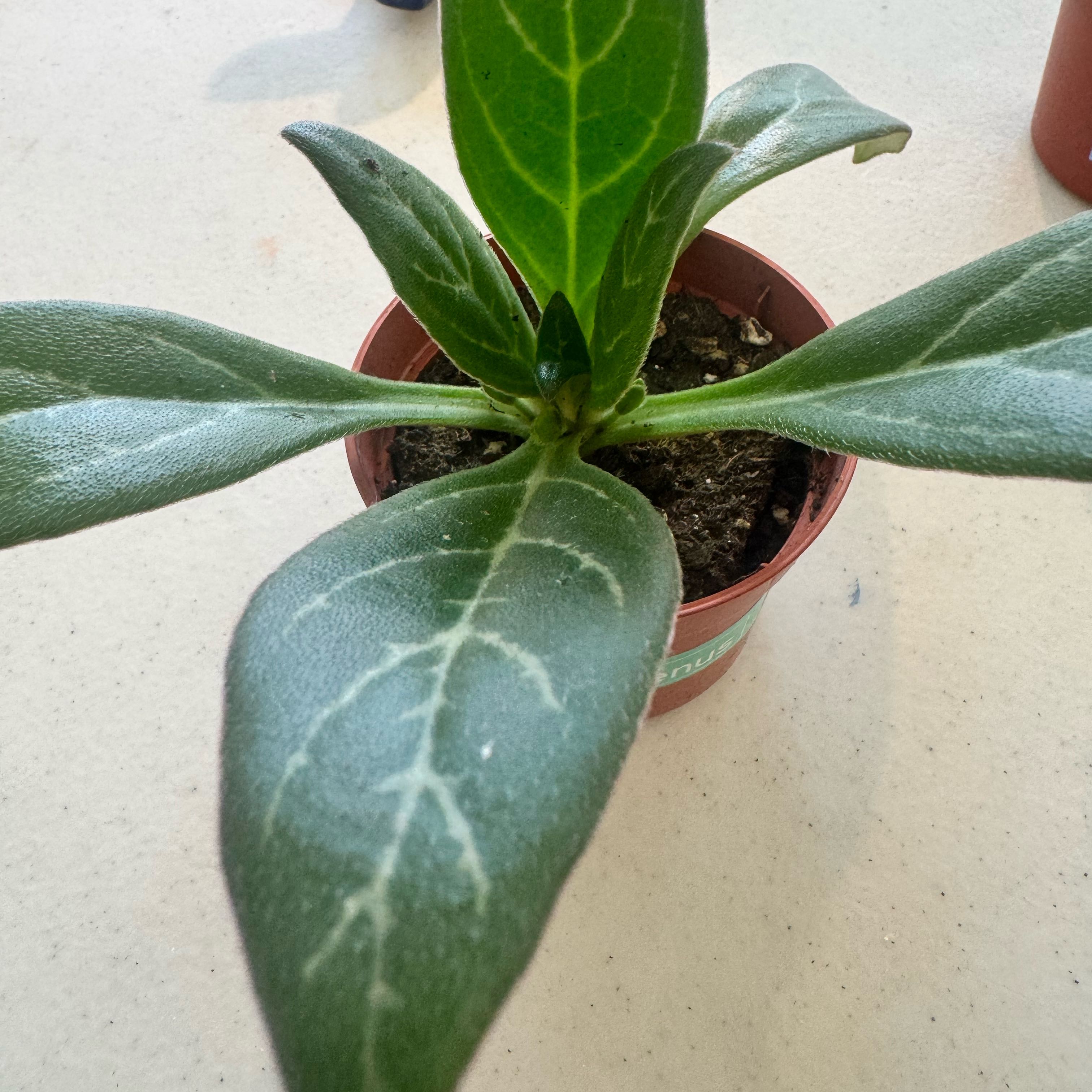 Photo of the plant species Primulina by @JubilantTearose named Muhammad Ali on Greg, the plant care app