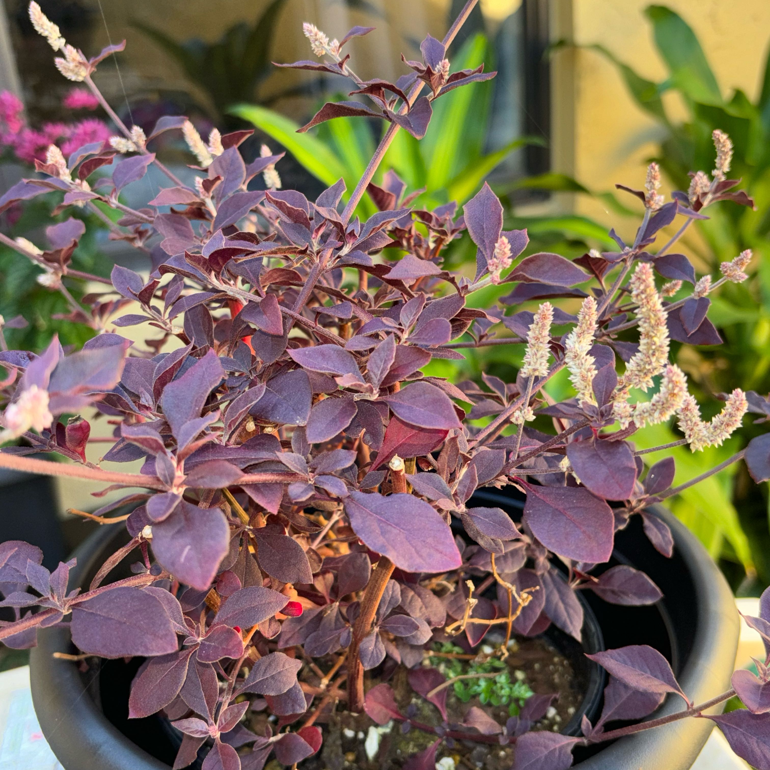 Photo of the plant species Little Ruby by @SizzlinHot named Circe on Greg, the plant care app