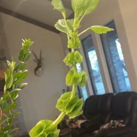 Photo of the plant species Moluccella Laevis by @RobustHopsage named Lebron on Greg, the plant care app