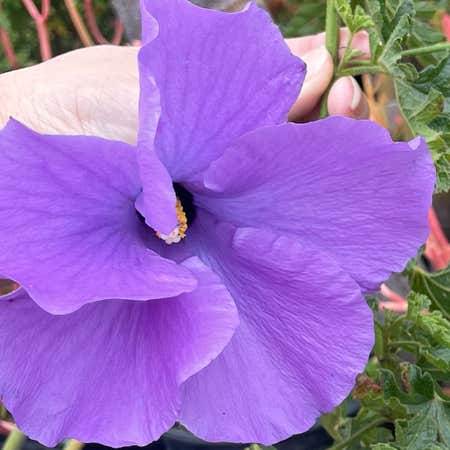 Photo of the plant species Lilac Hibiscus by @DearCinchweed named Planty on Greg, the plant care app
