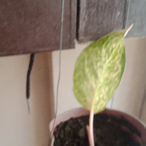 Photo of the plant species Thai Ballet Croton by @EarlyHoyabella named Rosa on Greg, the plant care app