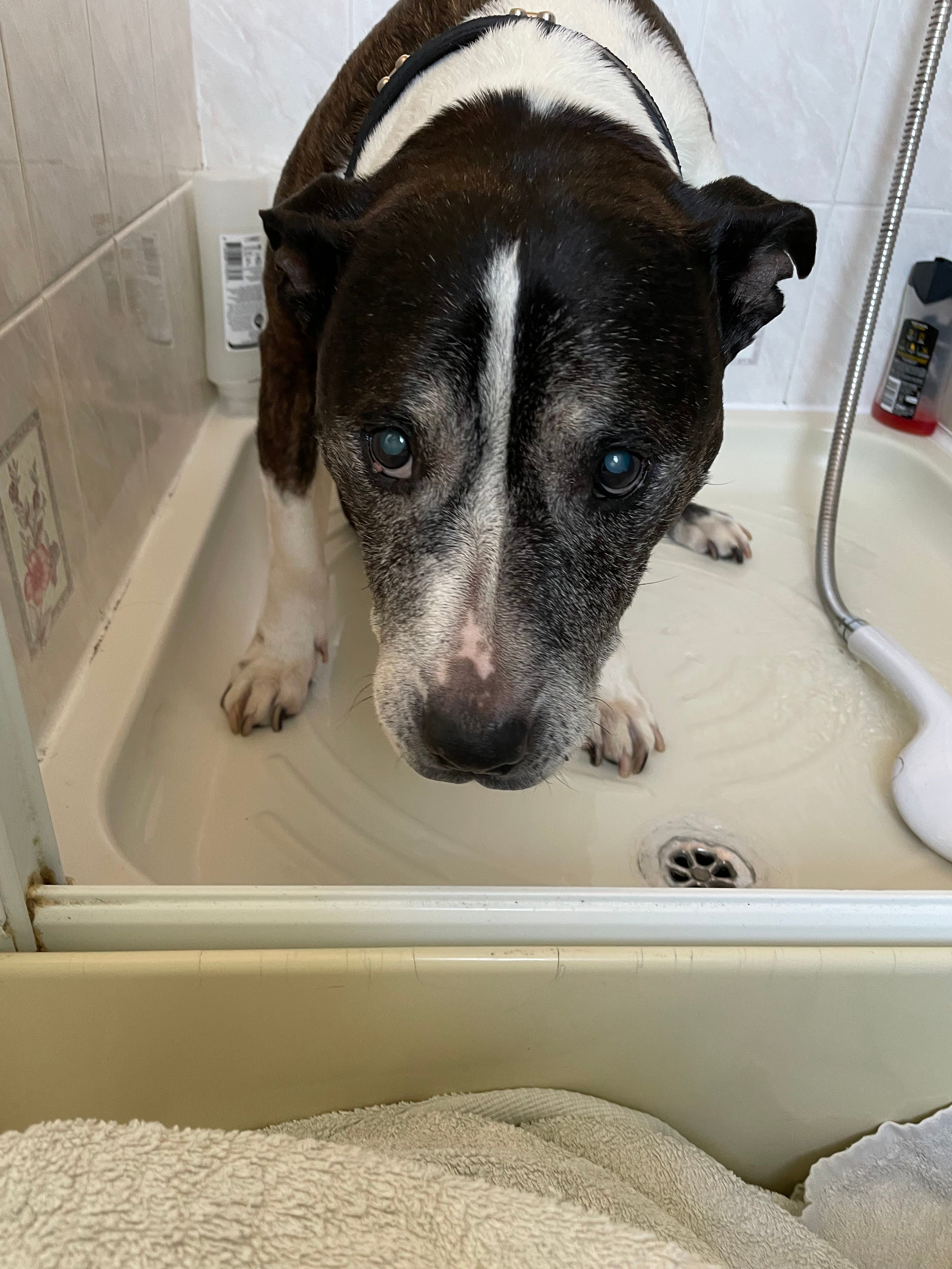 How to Care for Paris Daisy 'Molimba Helio Double Pink' Mastering