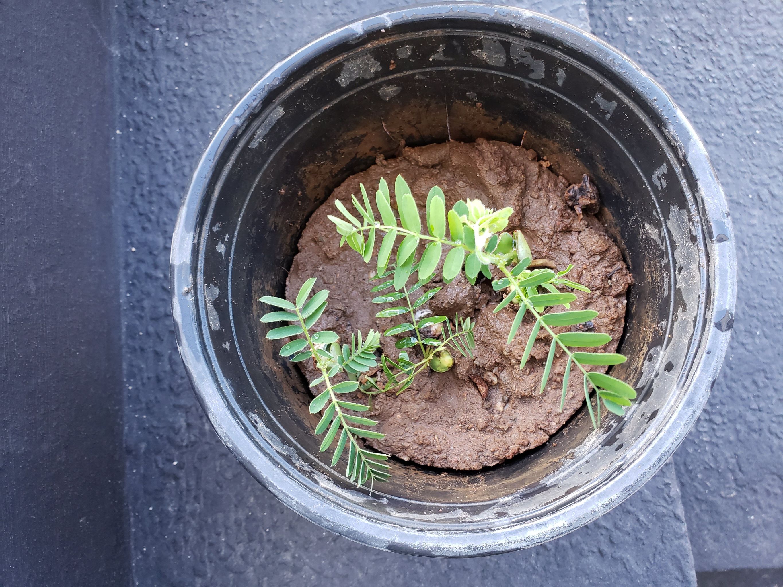Young Tamarind plant in a pot with visible soil, showing green leaves.