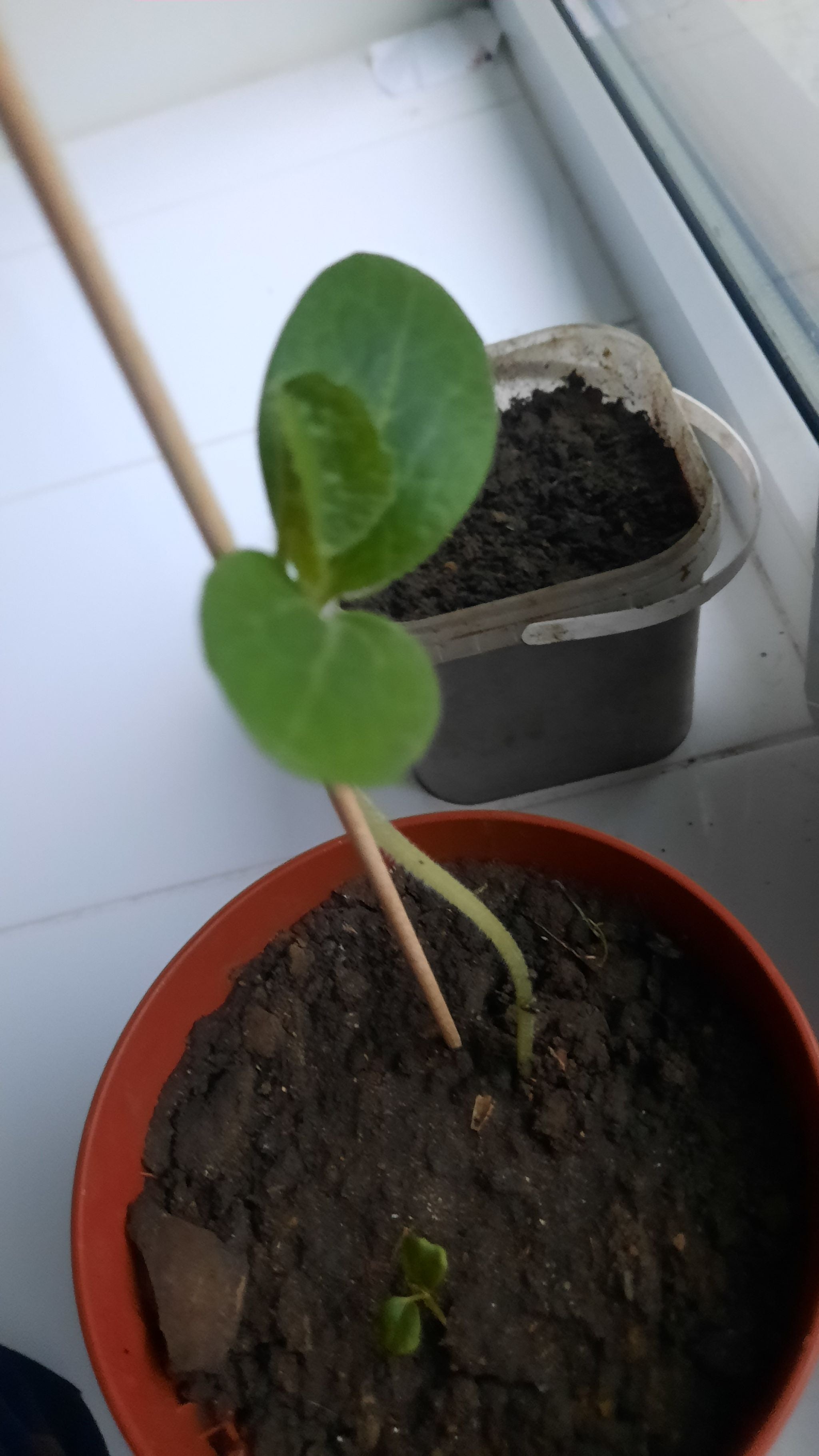 How to Fix Root Rot in Your Delicata Squash 🎃