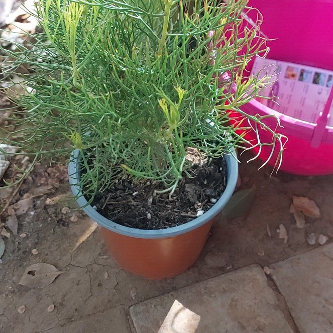 Photo of the plant species blushing bride by @QueenSoftcane named Athena on Greg, the plant care app