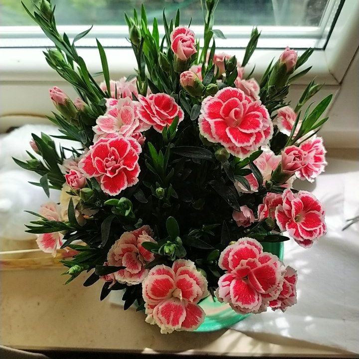 Angel dust (💀DEAD💀)