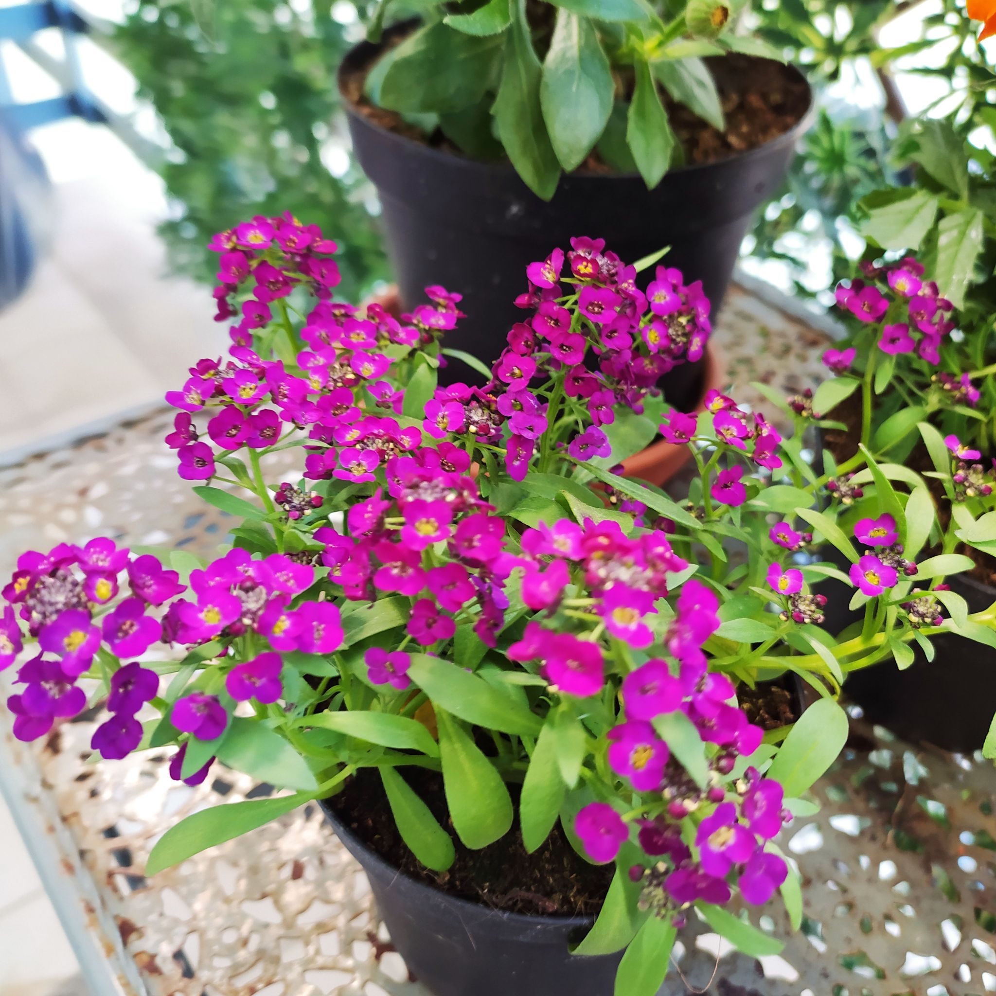 Wristeria (💀DEAD💀)