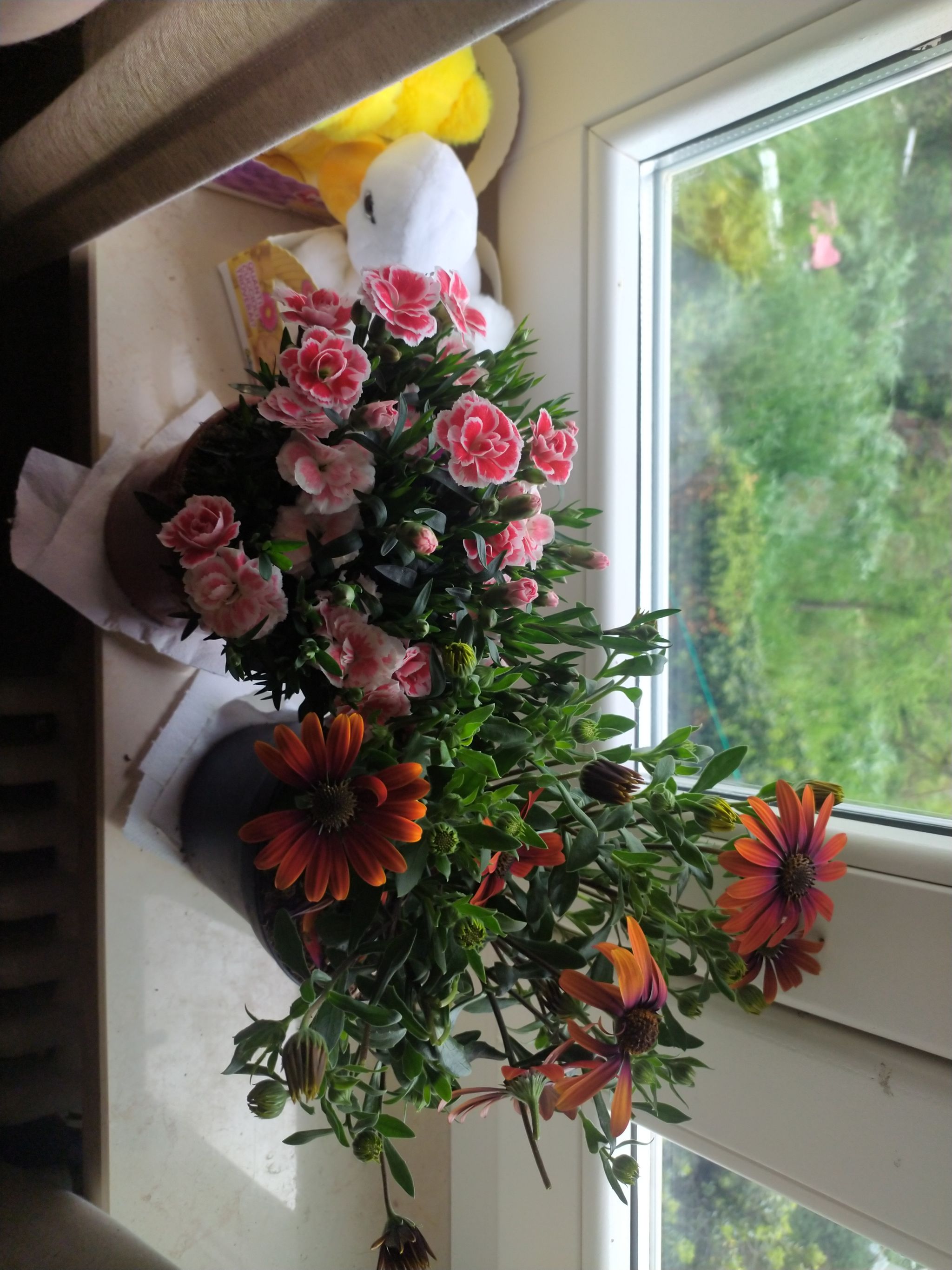 🌸 Ultimate Guide to Indoor Border Carnation Care