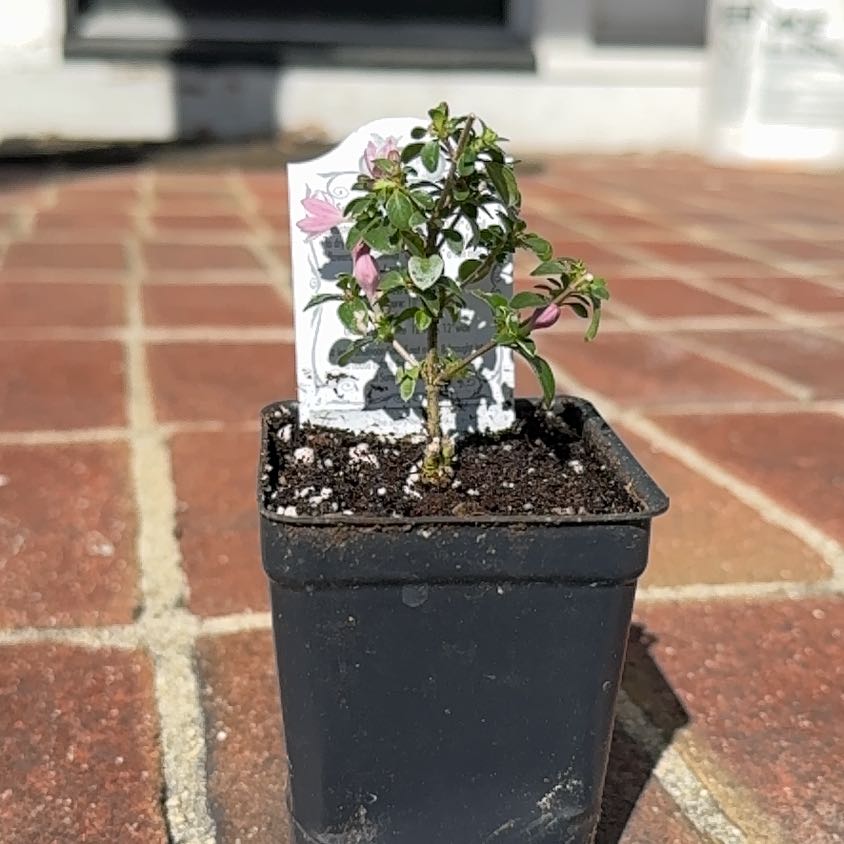 Photo of the plant species Snow Rose by @QualityAllspice named Serissa on Greg, the plant care app