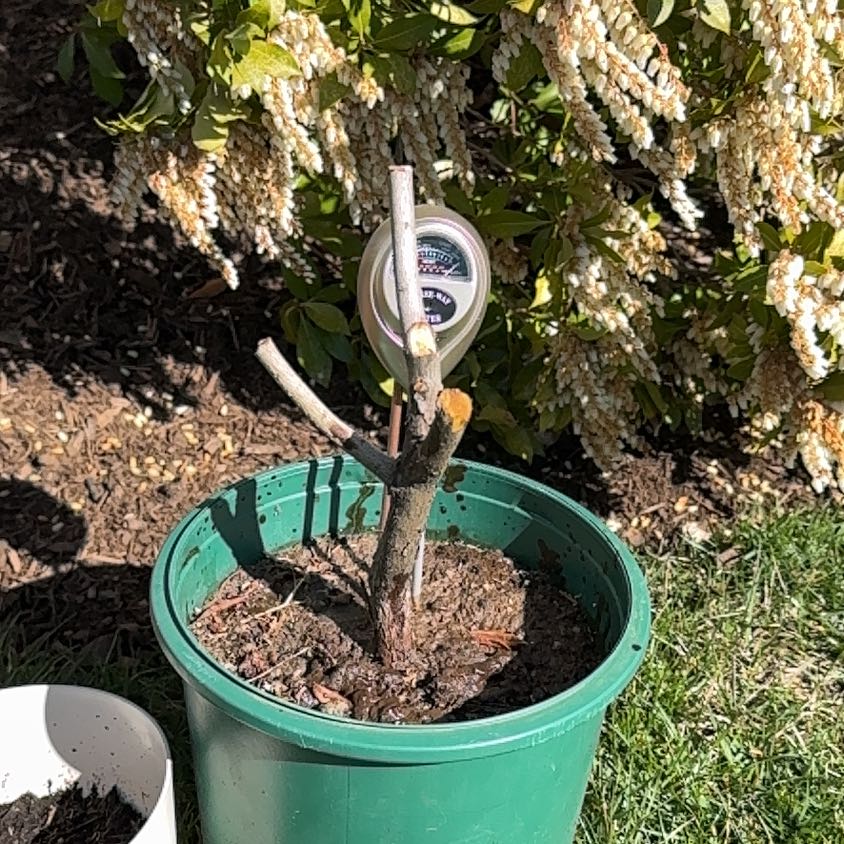 Photo of the plant species Korean Azalea by @QualityAllspice named Daphne on Greg, the plant care app