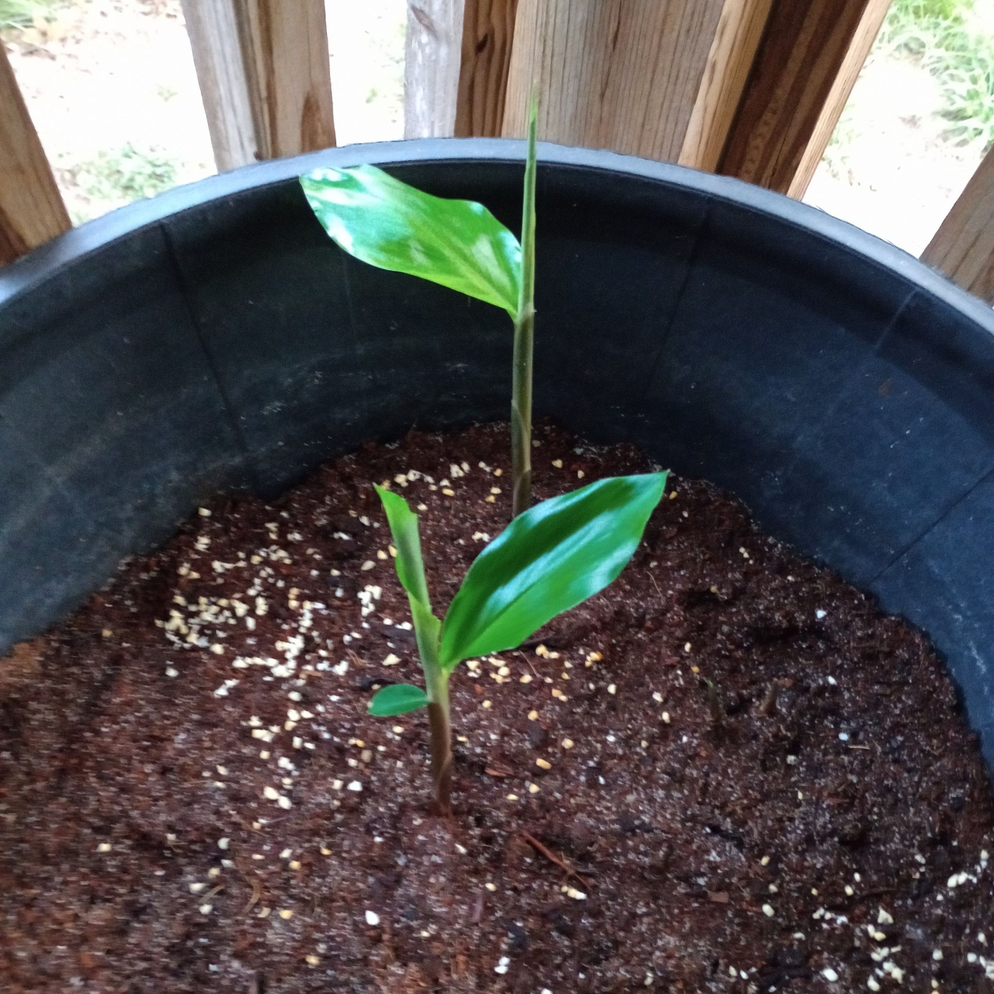 Young Bitter Ginger plant in a pot with visible soil and healthy green leaves.