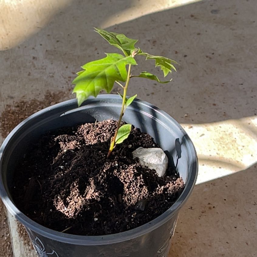 Young Northern Red Oak plant in a pot with visible soil, healthy green leaves.