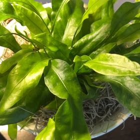 Photo of the plant species Green Flame Fern by @Flowerbaby named Einstein on Greg, the plant care app