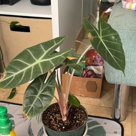 Photo of the plant species Pink Dragon by @donttriip777 named Lola on Greg, the plant care app