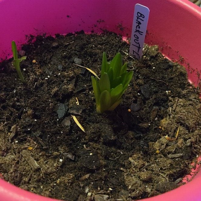 Plant care for Chocolate Lily on Greg, the plant care app