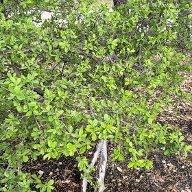 Photo of the plant species Yaupon by @SustainedLlavea named Keanu Leaves on Greg, the plant care app