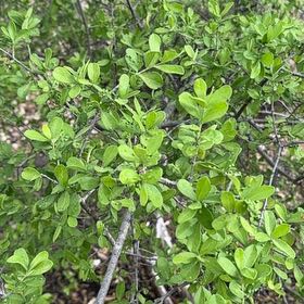 Photo of the plant species Wild Lime by @SustainedLlavea named Sigmund on Greg, the plant care app