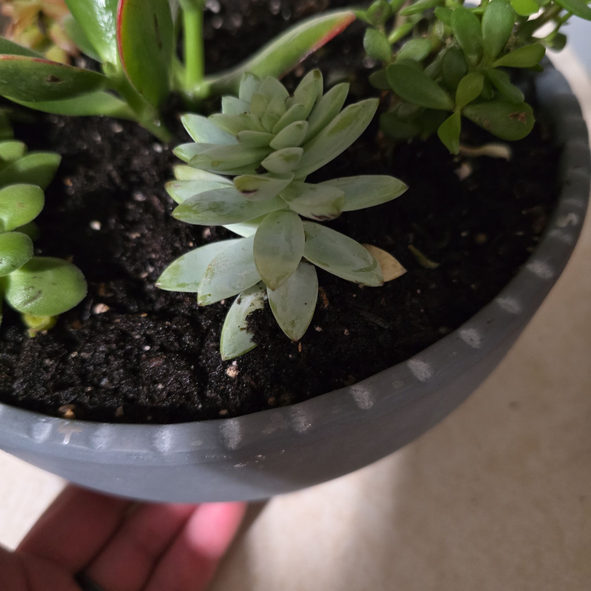 Sedeveria 'Harry Butterfield' succulent in a pot with dark soil, appears healthy.