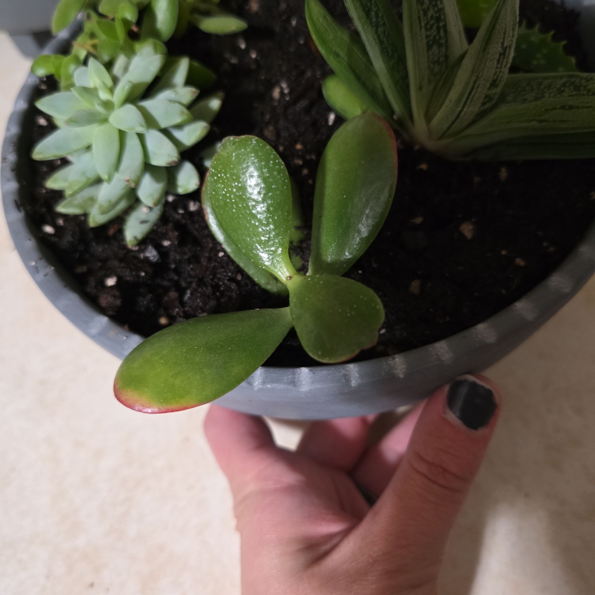Potted Golden Jade plant with healthy green leaves, held by a hand.