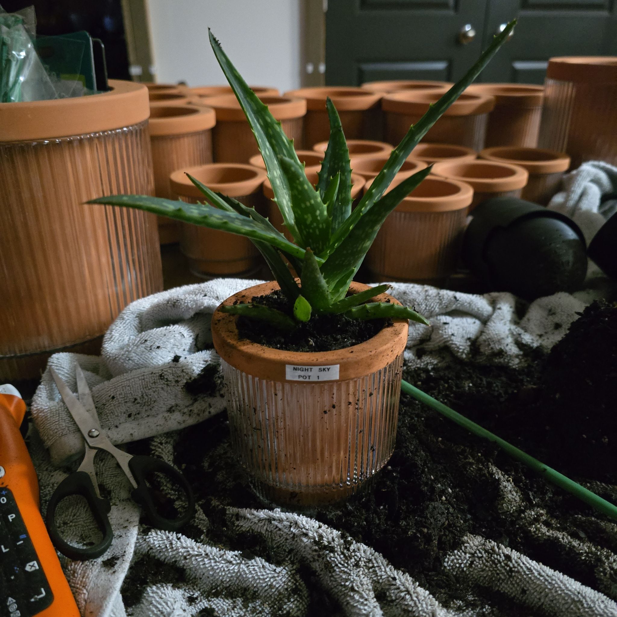 Photo of the plant species Aloe 'Night Sky' by @SporkyGirl named Night Sky on Greg, the plant care app