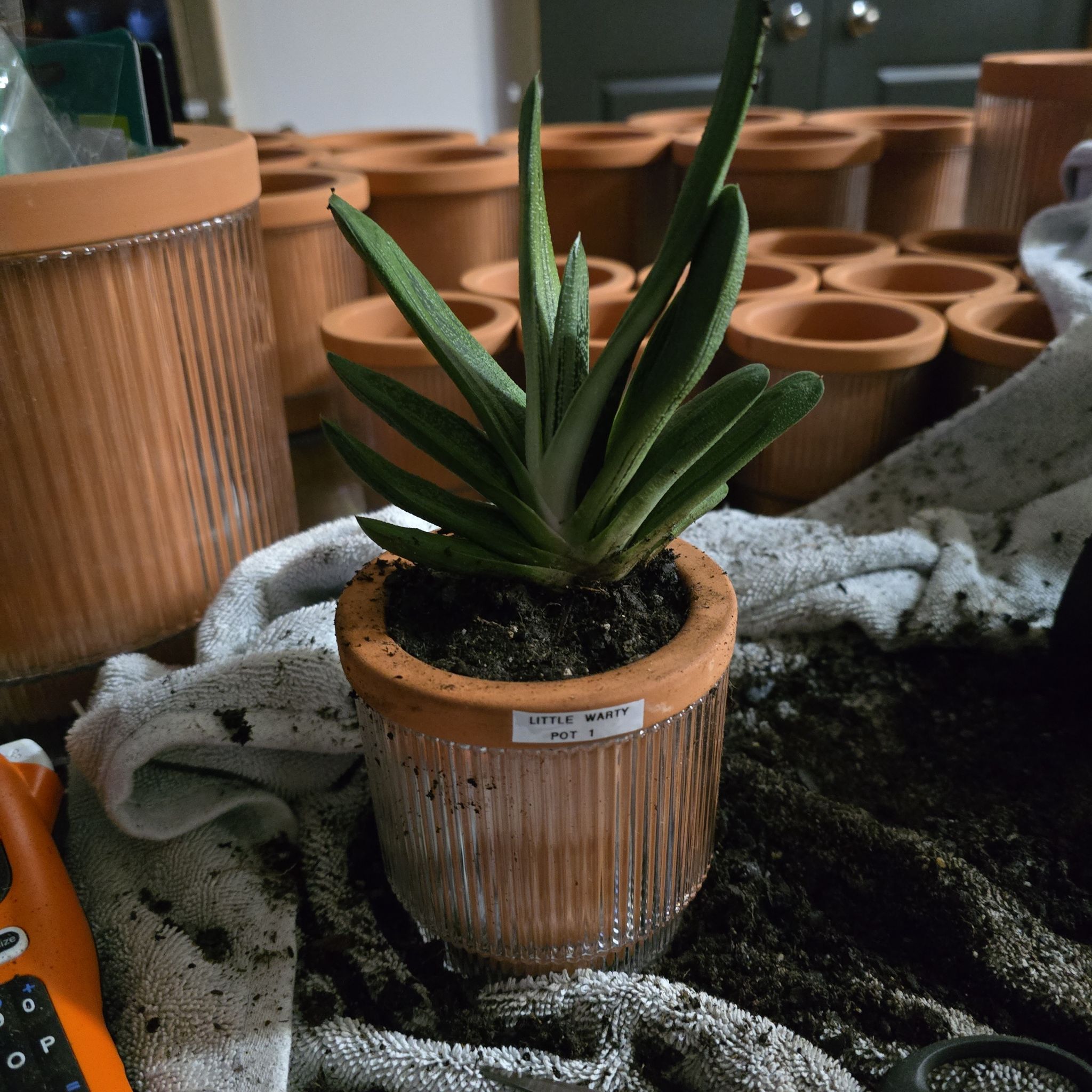 Photo of the plant species 'Little Warty' by @SporkyGirl named Little Warty on Greg, the plant care app